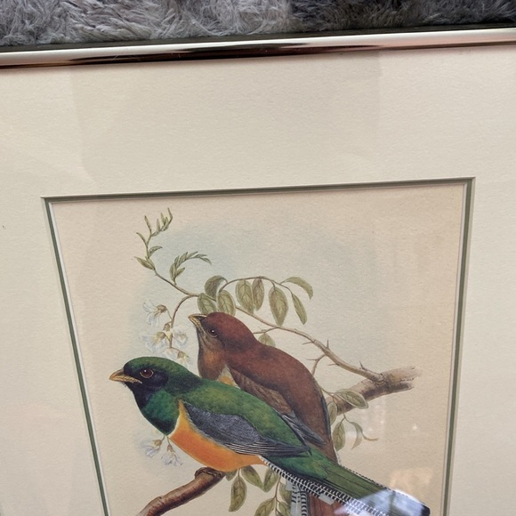 Framed Trogon Bird Art Print - Picture 9 of 16